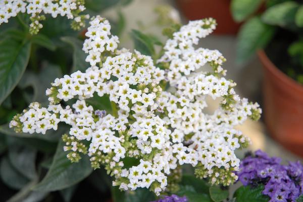 Heliotrope arborescens 'Marino White'