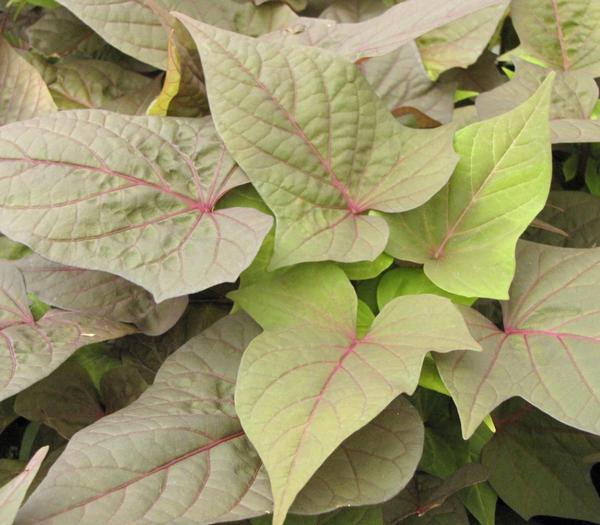 Ipomoea batatas 'Bright Ideas Cordate Rusty'