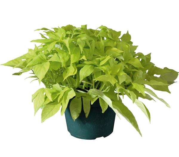Ipomoea batatas 'Bright Ideas Lime'