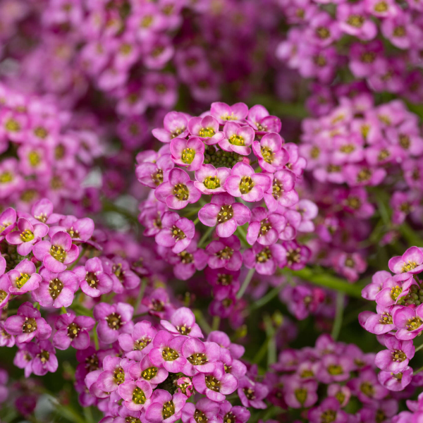 Lobularia hybrida 'Stream Raspberry'