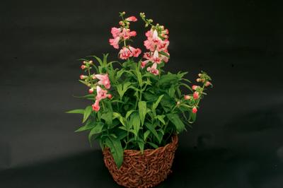 Penstemon hartwegii 'Phoenix Pink'