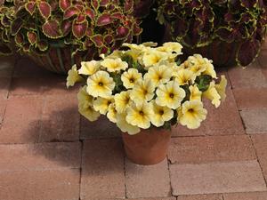 Petchoa hybrida 'SuperCal Light Yellow'