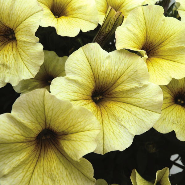 Petchoa hybrida 'SuperCal Light Yellow'