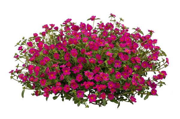 Portulaca oleracea