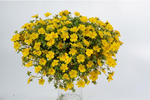 Portulaca oleracea 'Pazzaz Yellow Imp'