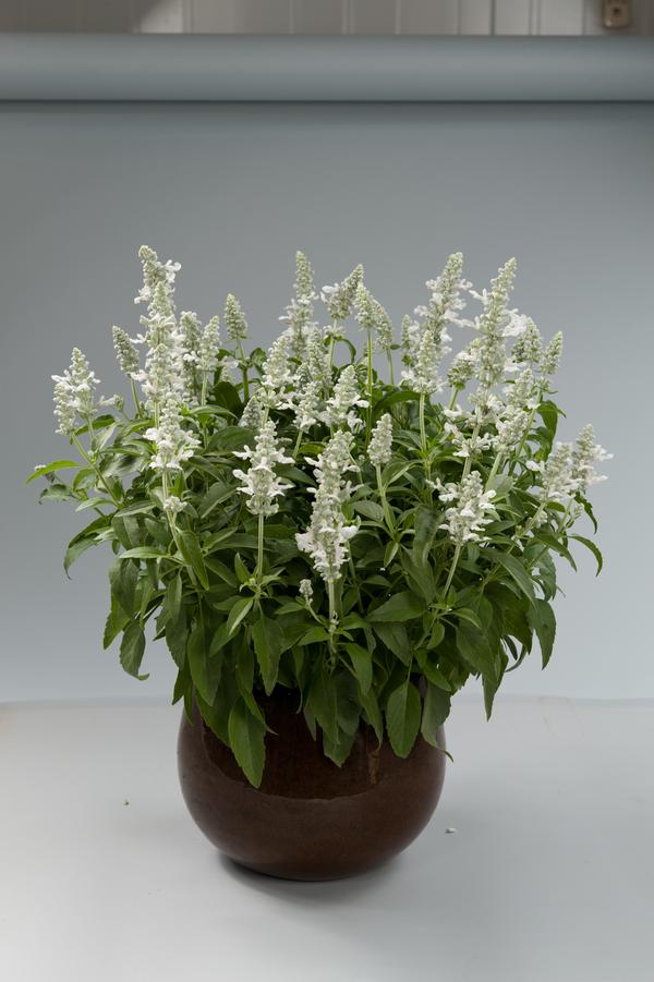 Salvia farinacea