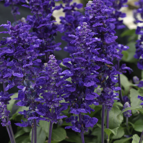 Salvia farinacea 'Velocity Blue'