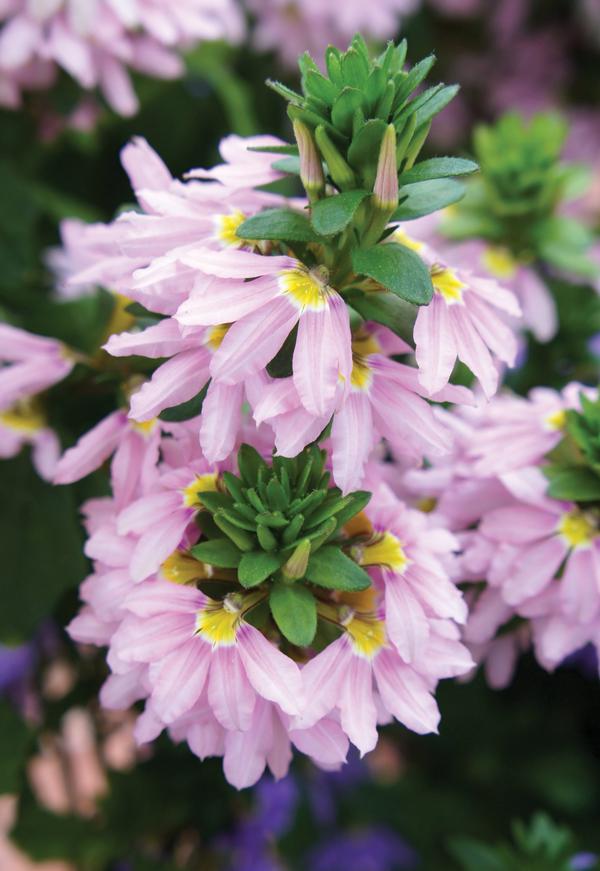 Scaevola aemula 'Fairy Pink'