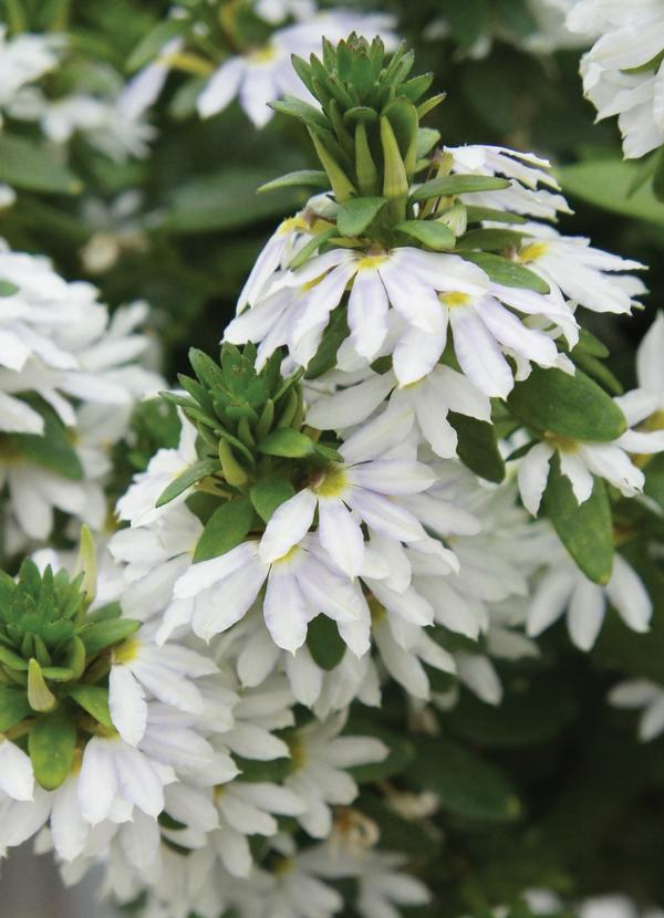 Scaevola aemula 'Fairy White'