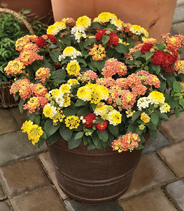 Kwik Kombo 'Bandana Lemon Squeeze'