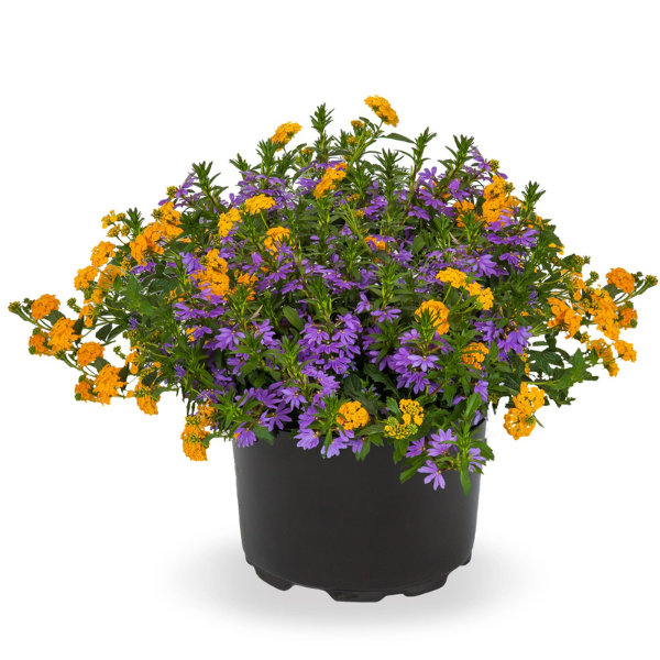 Kwik Kombo 'Blue Lightning Imp'