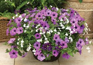 Kwik Kombo 'Grape Expectations Imp'