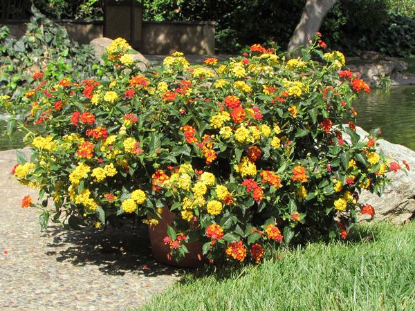 Kwik Kombo 'Bandana Landscape I Like it Hot'