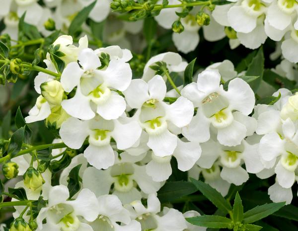 Angelonia angustifolia 'Carita Cascade White'