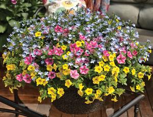 Kwik Kombo 'Pink Lemonade'