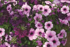 Kwik Kombo 'Plum-Tastic'