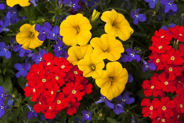 Kwik Kombo 'Primary Perfection'