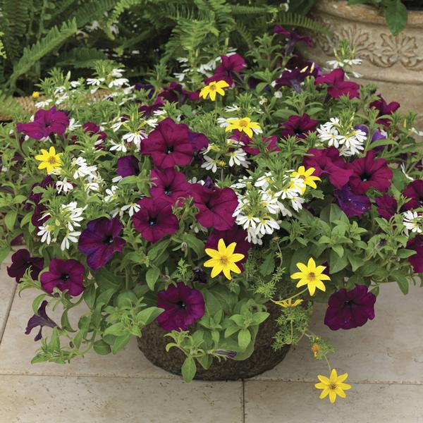 Kwik Kombo 'Royal Gold Imp'