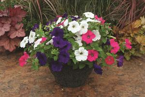 Kwik Kombo 'Sanguna Punk Rock Imp'