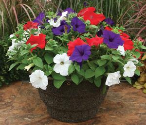 Kwik Kombo 'Sanguna Salute Imp'