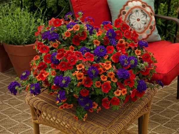 Kwik Kombo 'Southwestern Summer Imp'