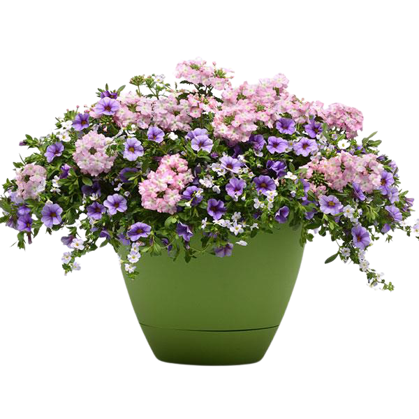 Trixi® 'Blueberry Parfait'