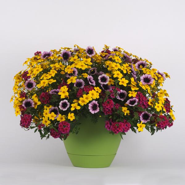 Trixi® 'Cajun Flare'