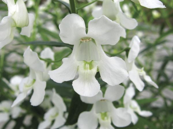 Angelonia angustifolia 'Carita White'