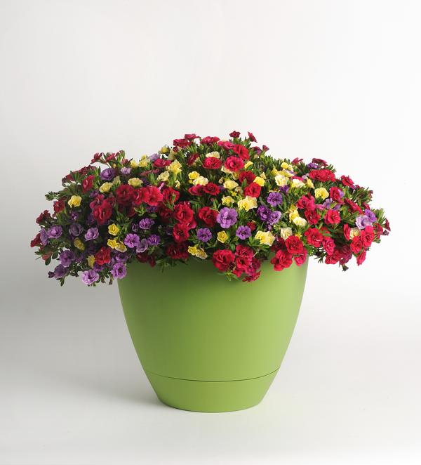 Trixi® 'Double Date'