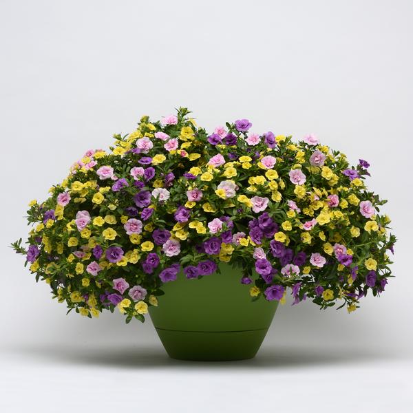 Trixi® 'Flirtini 26'