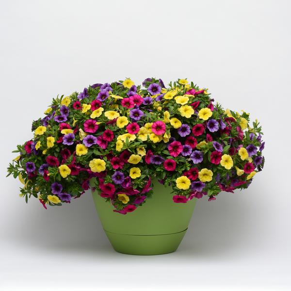 Trixi® 'Gold & Bold'