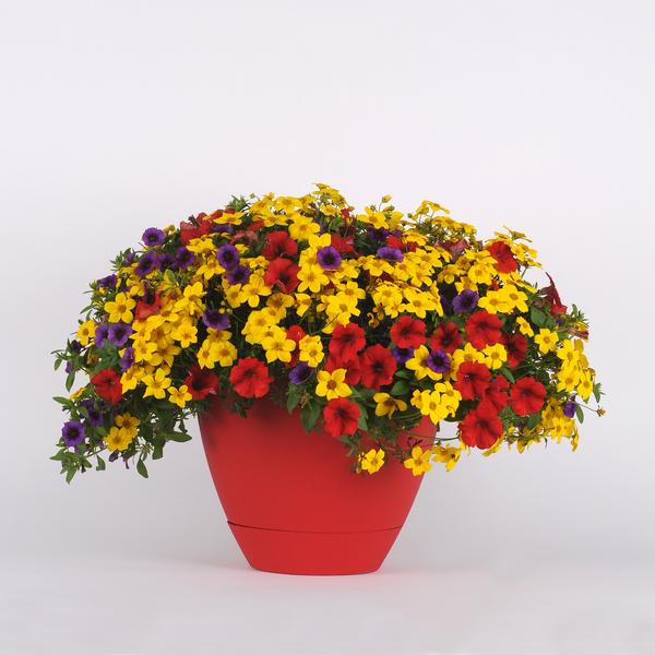 Trixi® 'La Bomba 26'