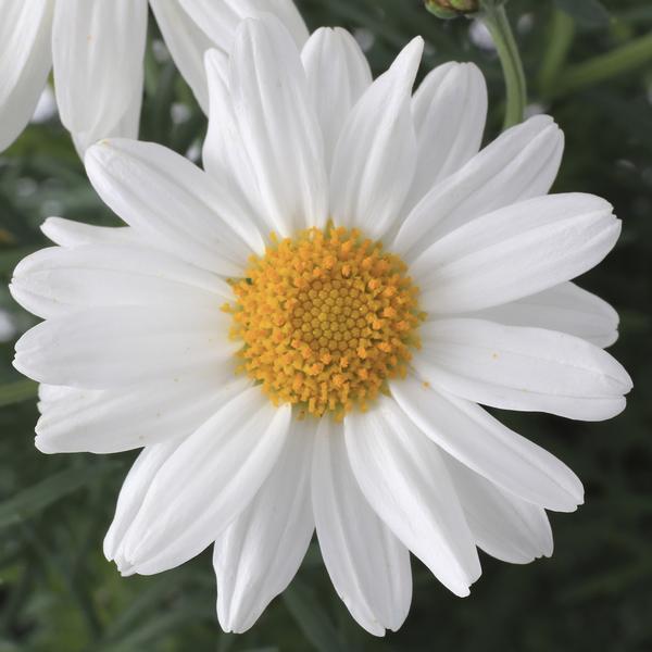 Argyranthemum frutescens 'Sassy White'