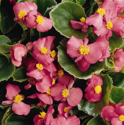 Begonia benariensis 'Big Green Leaf Rose'