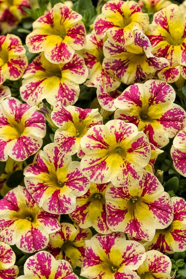 Calibrachoa hybrida