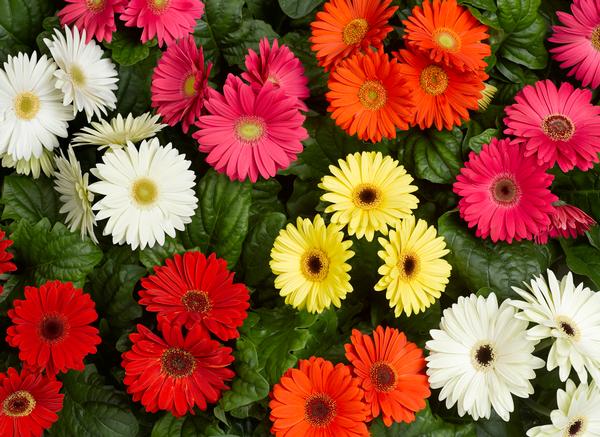 Gerbera jamesonii 'Bengal Mix'