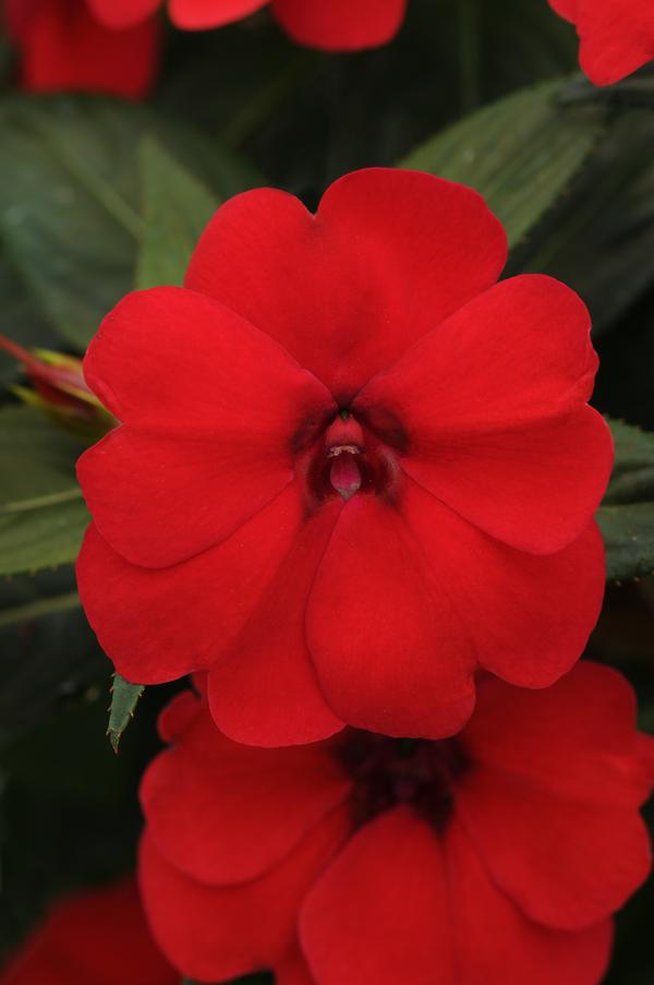 Impatiens interspecific 'Big Bounce Red'