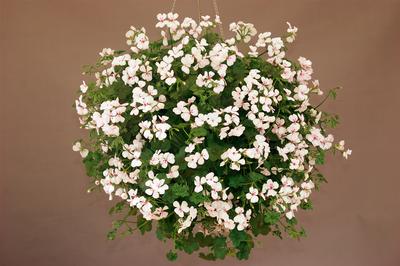 Geranium Ivy pelargonium peltatum 'Blizzard White'