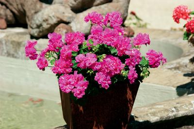 Geranium Ivy pelargonium peltatum