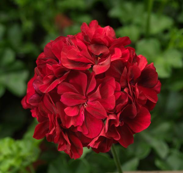 Geranium Ivy pelargonium peltatum