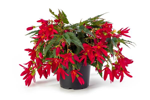 Begonia boliviensis 'Beauvilia Red'