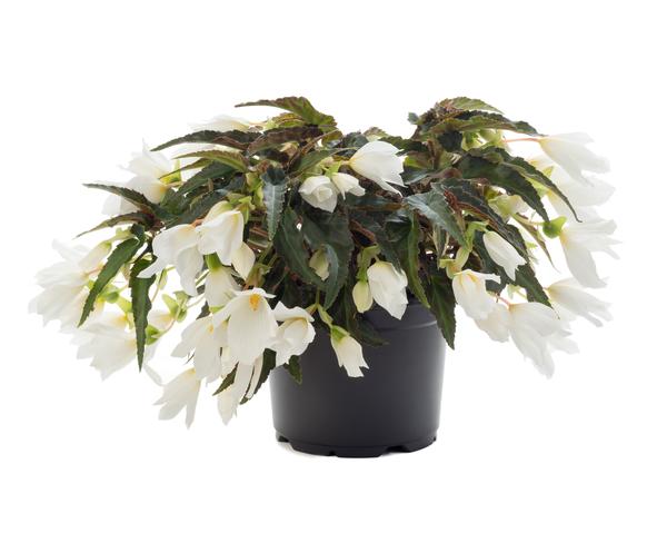 Begonia boliviensis 'Beauvilia White'