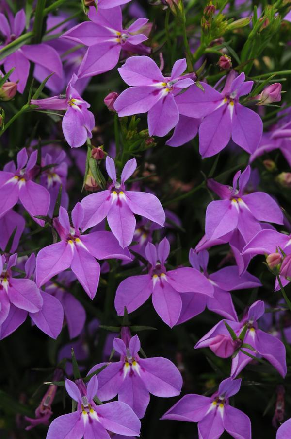 Lobelia erinus 'Magadi Compact Purple'