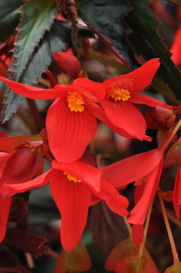 Begonia boliviensis 'Mistral Dark Red'
