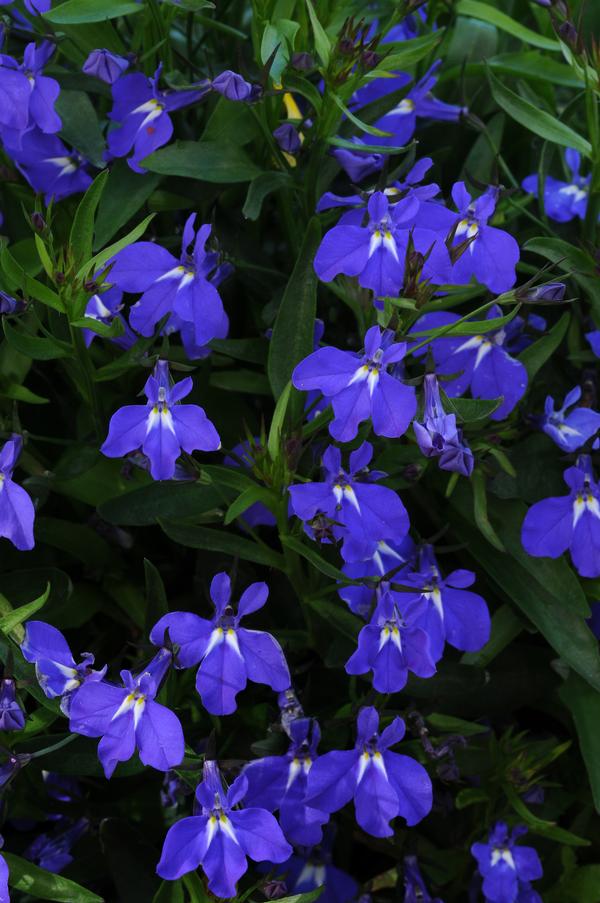 Lobelia erinus 'Magadi Blue'