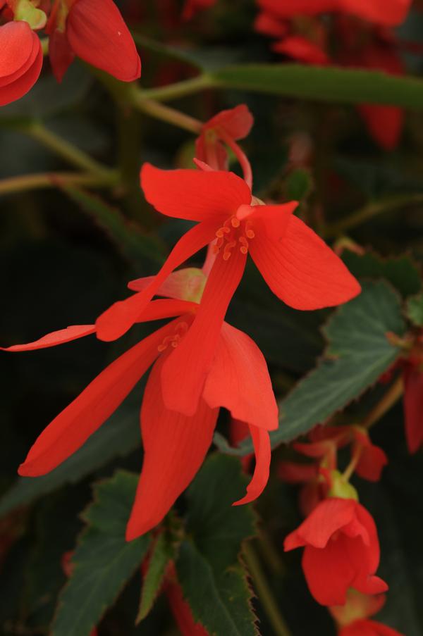 Begonia boliviensis 'Mistral Orange'