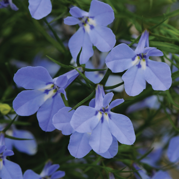 Lobelia erinus 'Magadi Electric Blue'