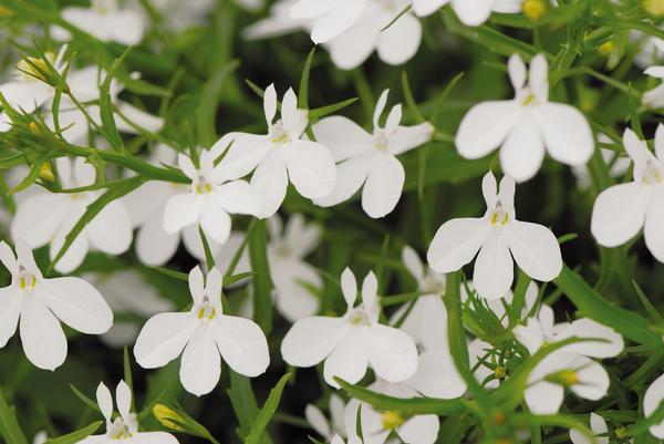 Lobelia erinus 'Magadi White'