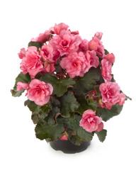 Begonia elatior 'Glory Pink'