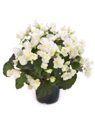 Begonia elatior 'Glory White'